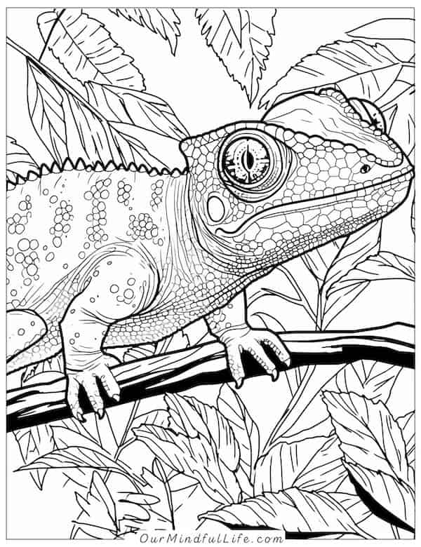 Intricate chameleon coloring page