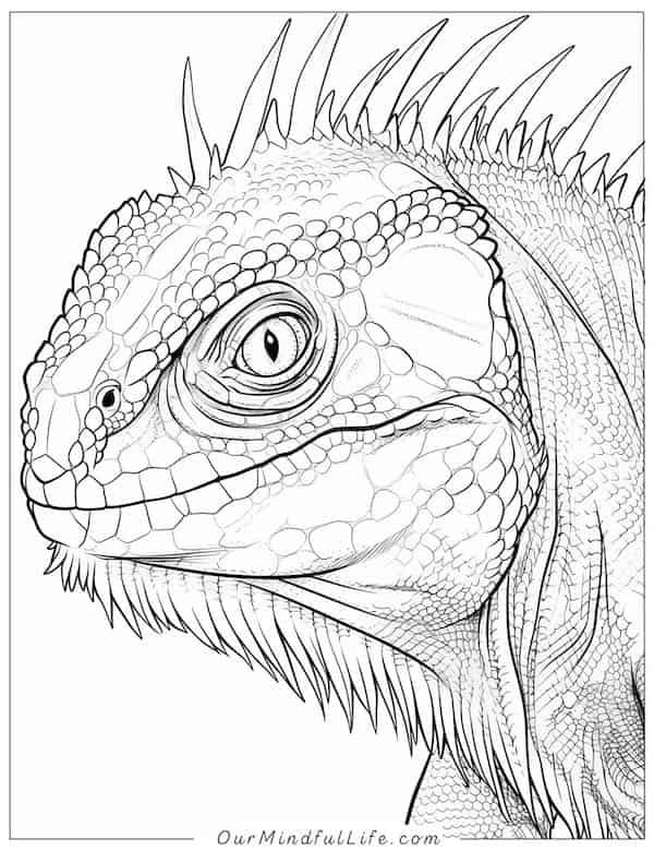 Realistic iguana coloring page