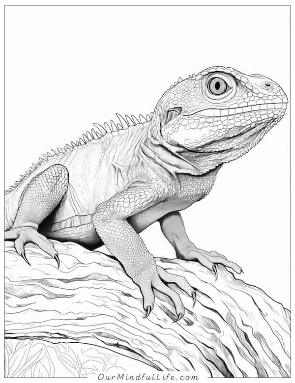 Realistic lizard in nature coloring page