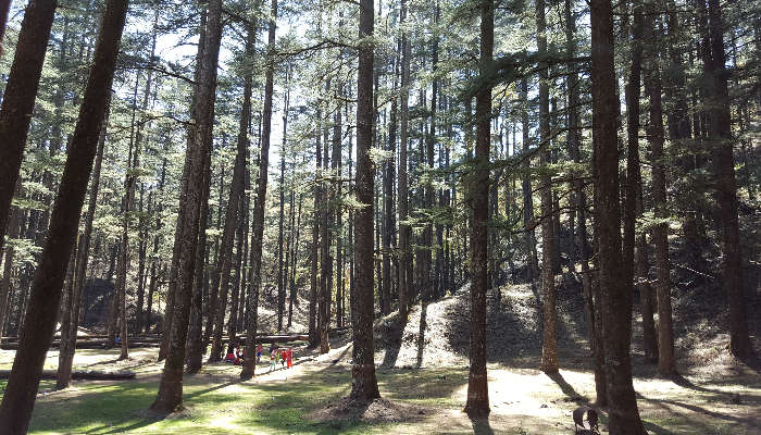 Bhim Pakora Jungle Resort in Lansdowne