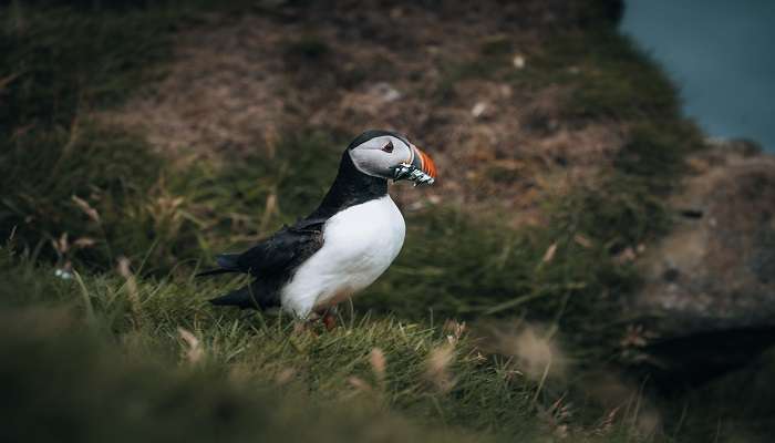 Birdwatching