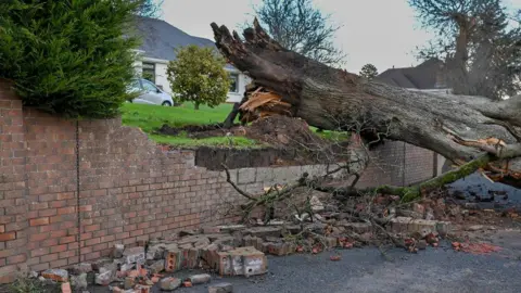 Pacemaker Large tree that has fallen, damaging red brick wall with house in background, lots of loose bricks and debris on ground