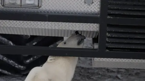 Kevin Church/BBC Polar bears, which have black skin and tongues, are intensely curious and investigate the buggies by sniffing, pawing and licking