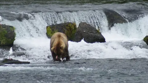 Liz Barlow A photograph of a bear with a bleeding fish in its mouth. The raging river can be seen in the background, flowing over some moss-covered rocks. A seagull sits on a rock to the left, in close proximity to the bear.