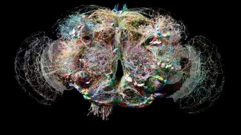 MRC/Nature Wiring diagram of fly brain showing a complex mesh of different coloured tiny connections and sinews against a black background.