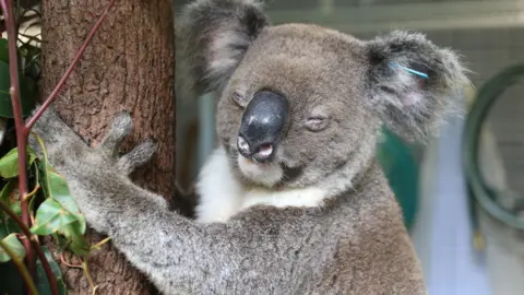 Tiffanie Turnbull/BBC A koala with conjunctivitis