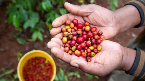 Kate Stanworth A person hold bright red coffee beans in their hands 