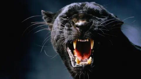 Getty Images A panther snarls and bares its teeth.