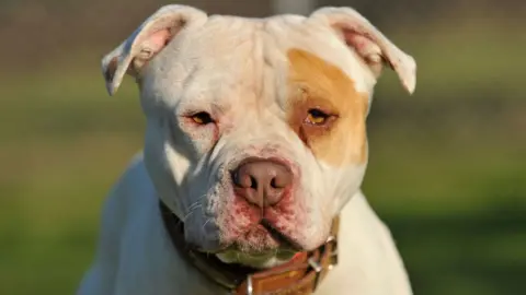 Alamy An XL bully dog, with pale gold fur and a patch of darker gold fur over his left eye, wearing a thick brown leather collar, staring directly at the camera