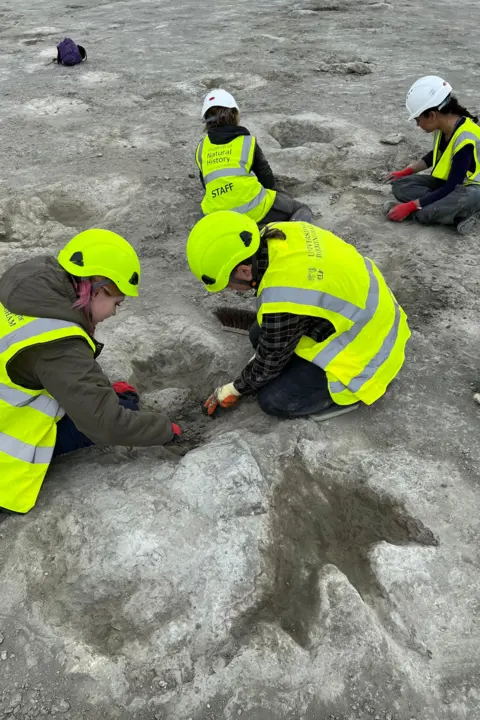 Richard Butler/University of Birmingham Four scientists in luminous yellow hi visibility gear and helmets uncover enormous, up to 2 feet wide three-toed prints in the greyish-white ground. You can see more of them trailing off in the distance.