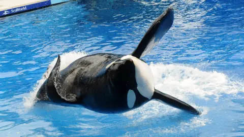 Getty Images The orca known as Tilikum appears during a performance of his show Believe at SeaWorld Orlando on March 30, 2011