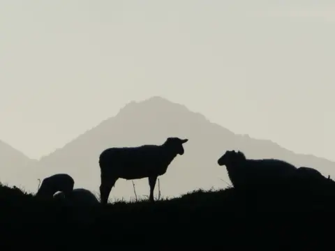 शेरोन एल्वे-बॉल सिल्हूटेड भेड़ 