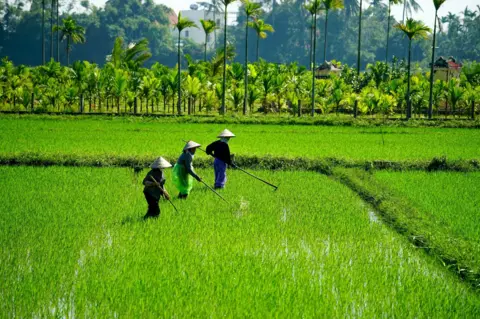 पॉल मिकलिफ़ तीन लोग धान के खेत में काम करते हैं