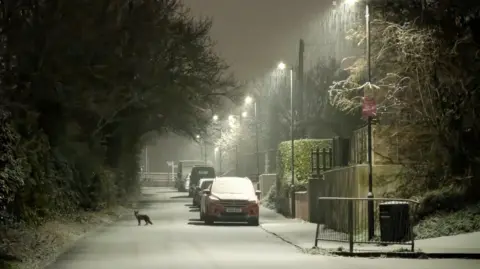 suhi / BBC Weather Watchers A fox stands in a snow covered street in Gloucestershire