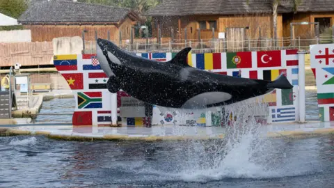 AFP An orca jump out of the water into the air while performing at Marineland Antibes on 2 January. The flags of nearly two dozen countries are show in the background of the pool that the whale is performing in.