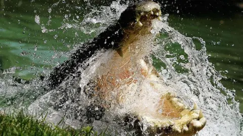 Getty Images A Saltwater Crocodile is pictured with its jaws agape as water splashed around its head at the Australian Reptile Park January 23, 2006 in Sydney, Australia.