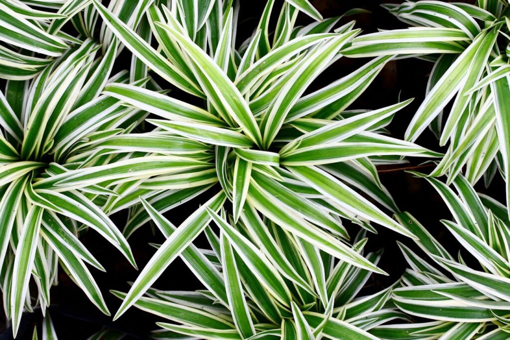 Image of Spider Plant (Chlorophytum comosum)